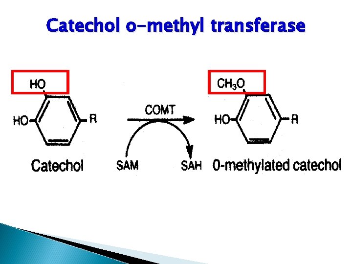 Catechol o-methyl transferase 