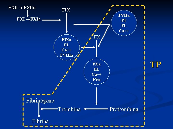 FXIIa FIX FVIIa FT FL Ca++ FXIa FIXa FL Ca++ FVIIIa FX TP FXa