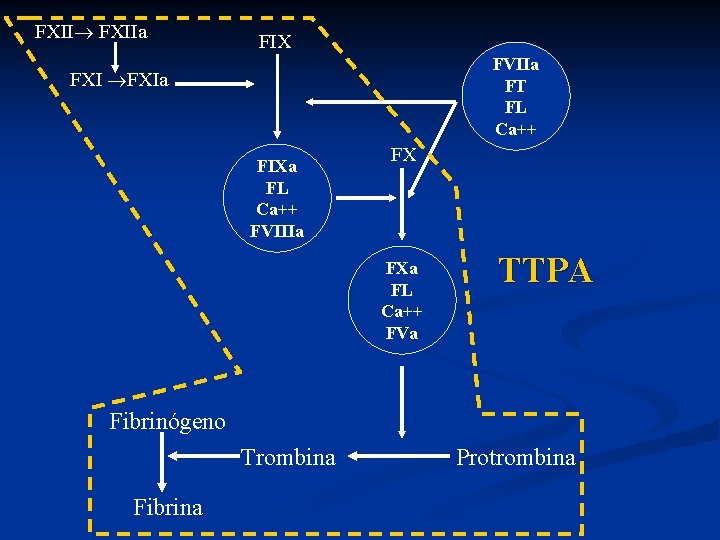 FXIIa FIX FVIIa FT FL Ca++ FXIa FIXa FL Ca++ FVIIIa FX FXa FL