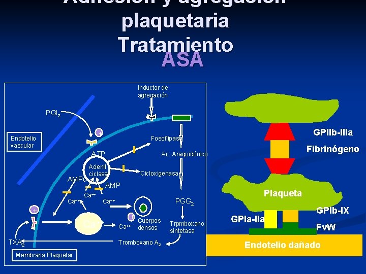 Adhesión y agregación plaquetaria Tratamiento ASA Inductor de agregación PGI 2 + Endotelio vascular