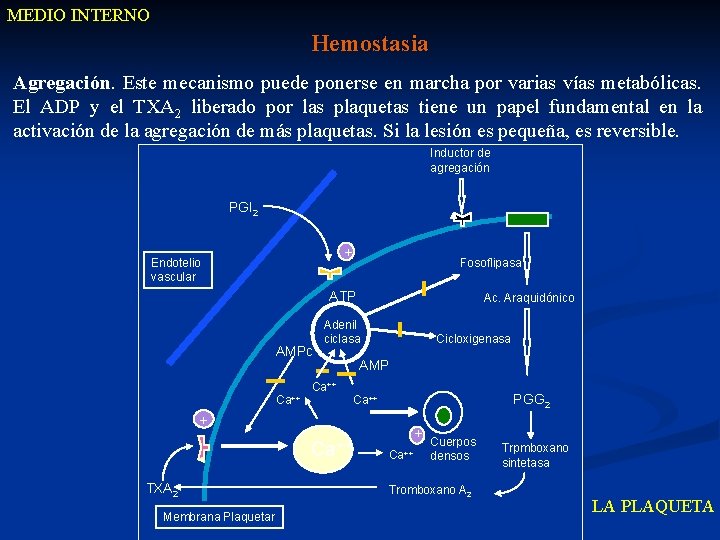 MEDIO INTERNO Hemostasia Agregación. Este mecanismo puede ponerse en marcha por varias vías metabólicas.