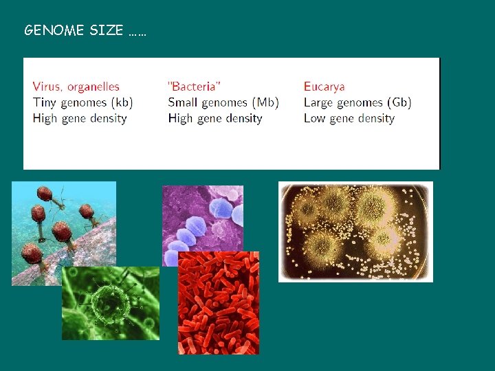 GENOME SIZE …… 