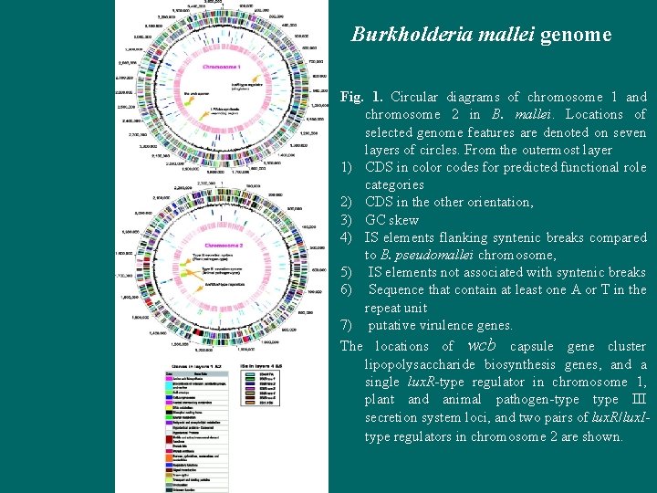 Burkholderia mallei genome Fig. 1. Circular diagrams of chromosome 1 and chromosome 2 in