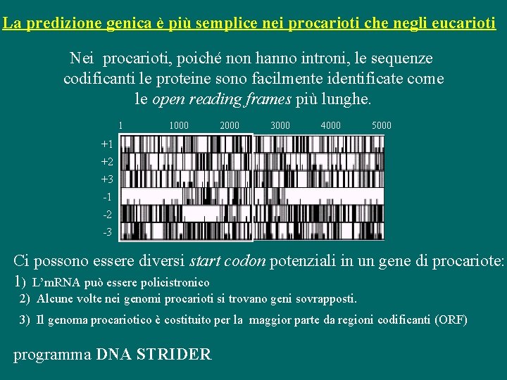 La predizione genica è più semplice nei procarioti che negli eucarioti Nei procarioti, poiché