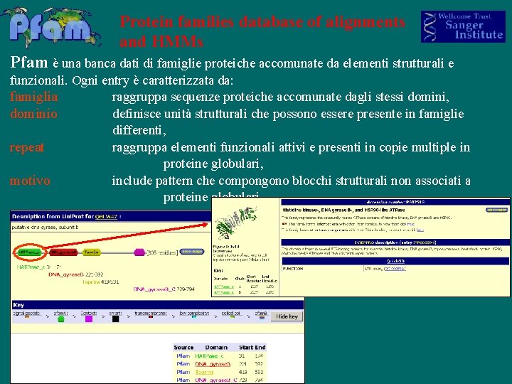 Protein families database of alignments and HMMs Pfam è una banca dati di famiglie