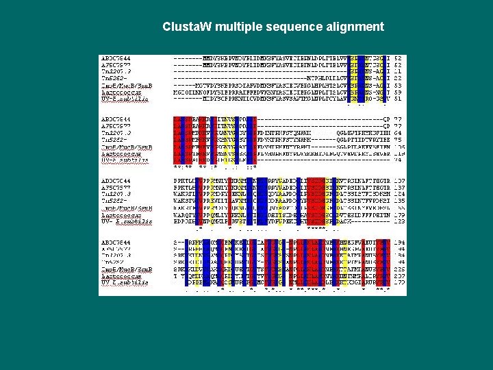 Clusta. W multiple sequence alignment 