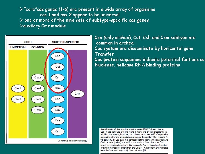 Ø“core”cas genes (1 -6) are present in a wide array of organisms cas 1