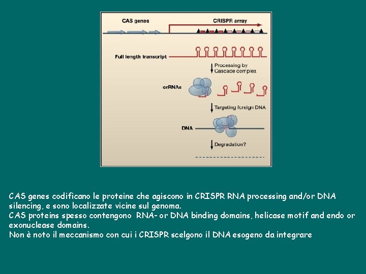 CAS genes codificano le proteine che agiscono in CRISPR RNA processing and/or DNA silencing,