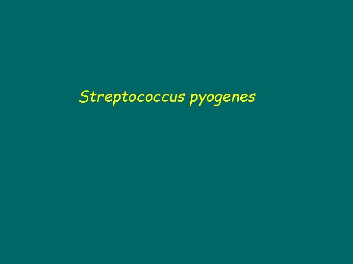 Streptococcus pyogenes 