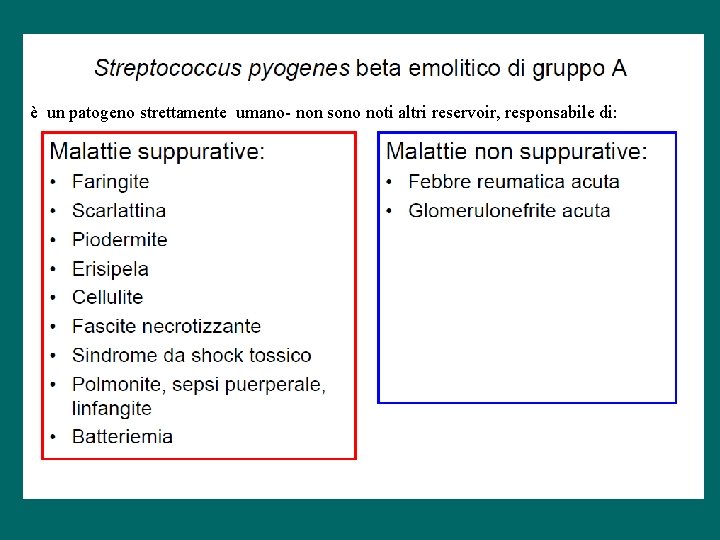 è un patogeno strettamente umano- non sono noti altri reservoir, responsabile di: 