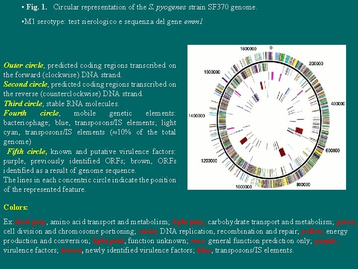  • Fig. 1. Circular representation of the S. pyogenes strain SF 370 genome.