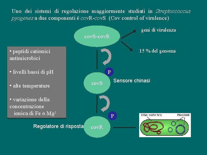 Uno dei sistemi di regolazione maggiormente studiati in Streptoccoccus pyogenes a due componenti è