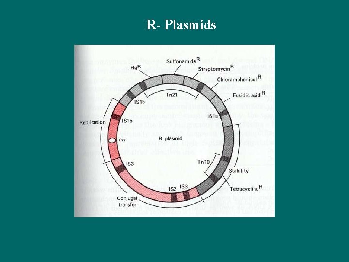 R- Plasmids 