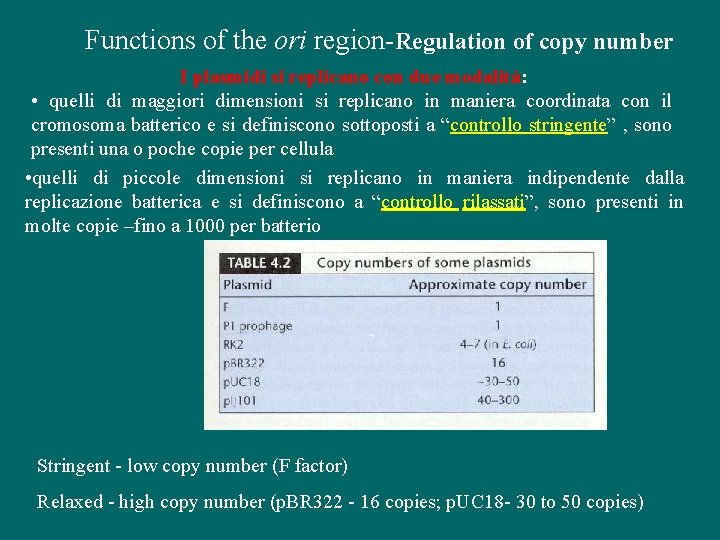 Functions of the ori region-Regulation of copy number I plasmidi si replicano con due