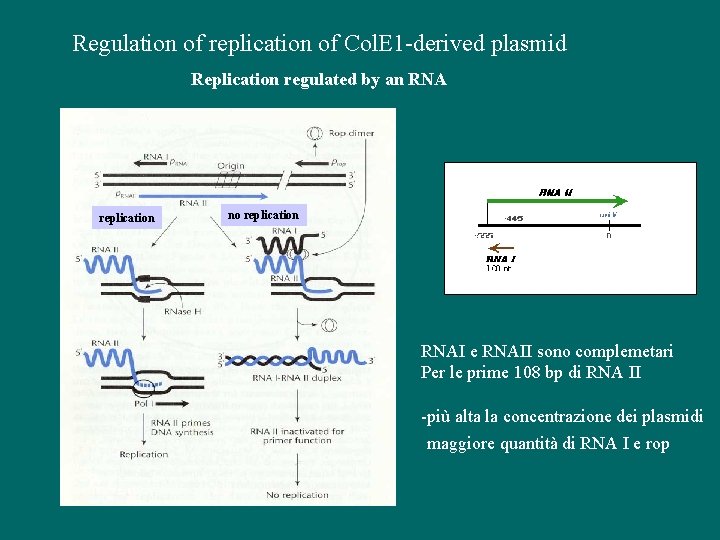 Regulation of replication of Col. E 1 -derived plasmid Replication regulated by an RNA