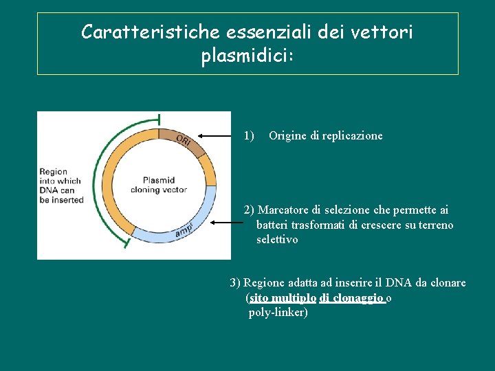 Caratteristiche essenziali dei vettori plasmidici: 1) Origine di replicazione 2) Marcatore di selezione che