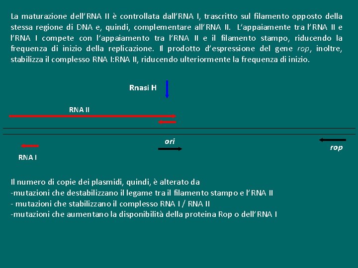 La maturazione dell’RNA II è controllata dall’RNA I, trascritto sul filamento opposto della stessa