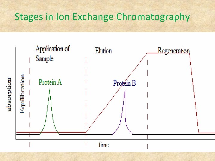 Stages in Ion Exchange Chromatography 