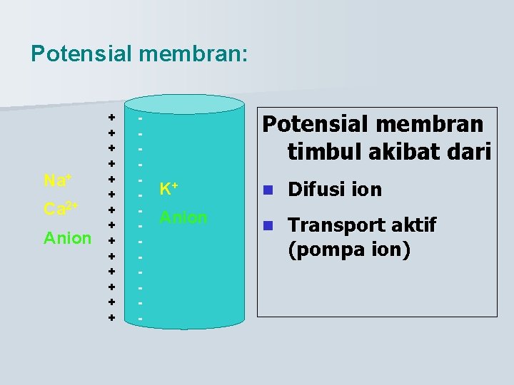 Potensial membran: Na+ Ca 2+ Anion + + + + - Potensial membran timbul