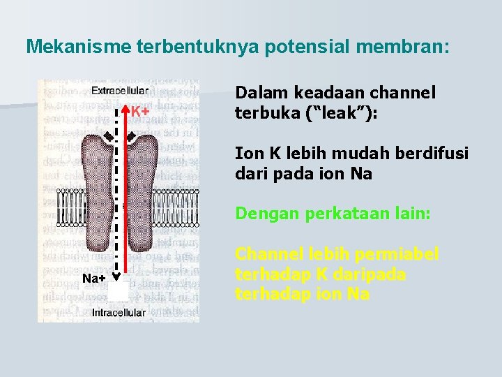 Mekanisme terbentuknya potensial membran: K+ Dalam keadaan channel terbuka (“leak”): Ion K lebih mudah