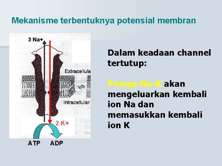 Mekanisme terbentuknya potensial membran 3 Na+ Dalam keadaan channel tertutup: 2 K+ ATP ADP