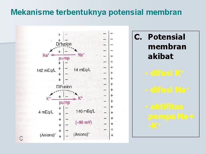 Mekanisme terbentuknya potensial membran C. Potensial membran akibat - difusi K+ - difusi Na+