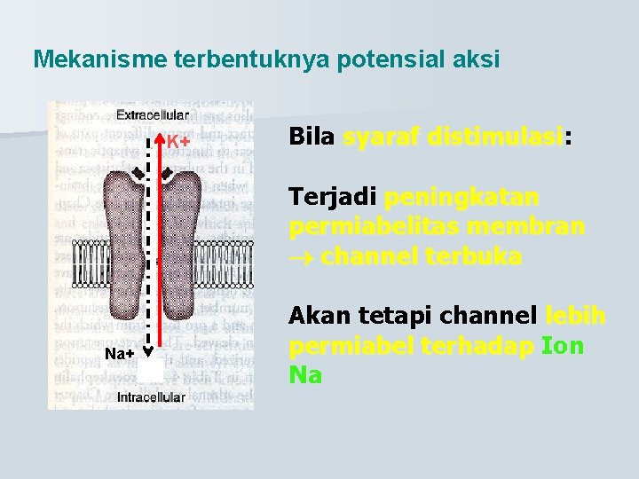 Mekanisme terbentuknya potensial aksi K+ Bila syaraf distimulasi: Terjadi peningkatan permiabelitas membran channel terbuka