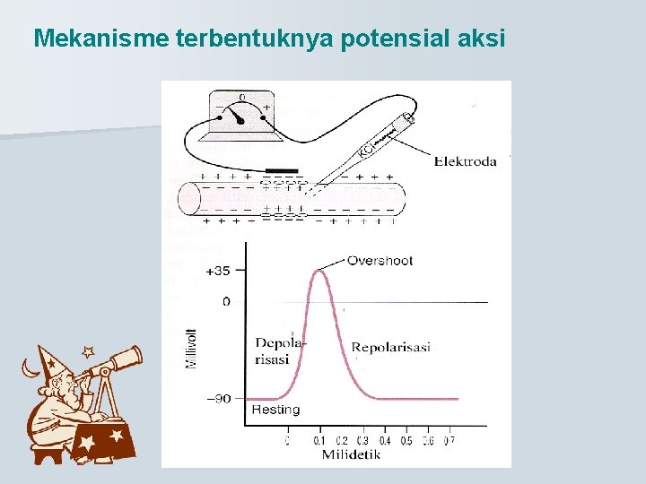 Mekanisme terbentuknya potensial aksi 