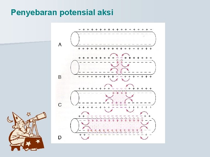 Penyebaran potensial aksi 