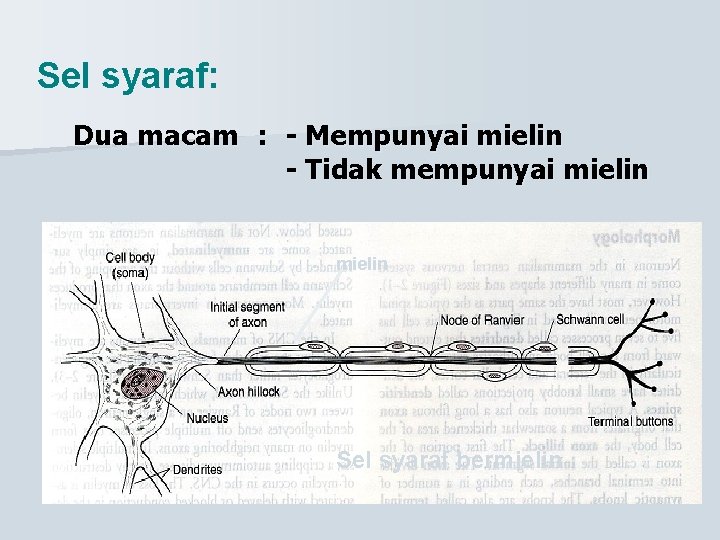 Sel syaraf: Dua macam : - Mempunyai mielin - Tidak mempunyai mielin Sel syaraf