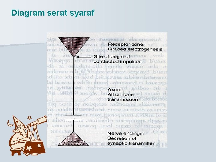 Diagram serat syaraf 