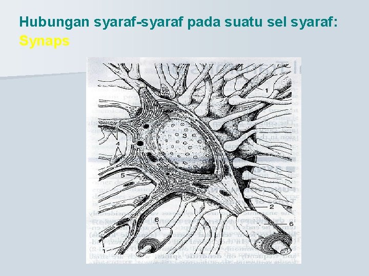 Hubungan syaraf-syaraf pada suatu sel syaraf: Synaps 