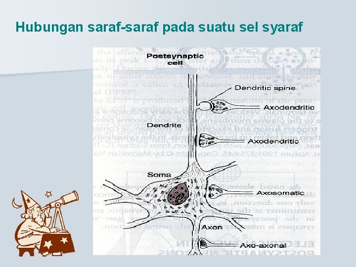 Hubungan saraf-saraf pada suatu sel syaraf 