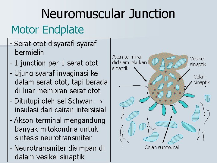 Neuromuscular Junction Motor Endplate - Serat otot disyarafi syaraf bermielin - 1 junction per