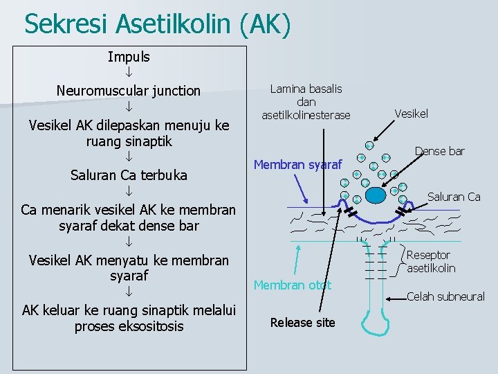 Sekresi Asetilkolin (AK) Impuls Neuromuscular junction Vesikel AK dilepaskan menuju ke ruang sinaptik Saluran