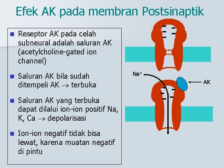 Efek AK pada membran Postsinaptik n Reseptor AK pada celah subneural adalah saluran AK