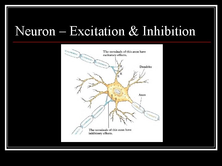 Neuron – Excitation & Inhibition 