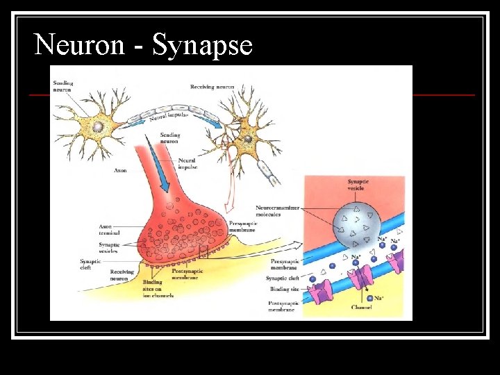 Neuron - Synapse 