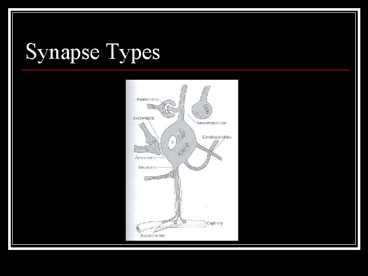 Synapse Types 
