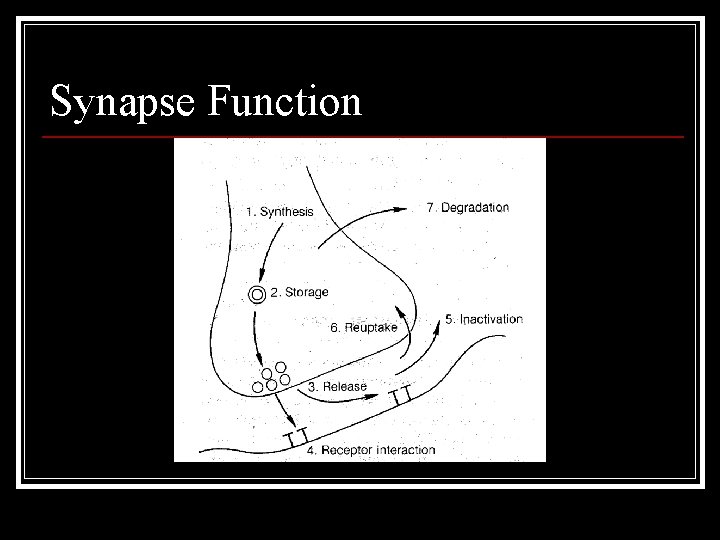 Synapse Function 