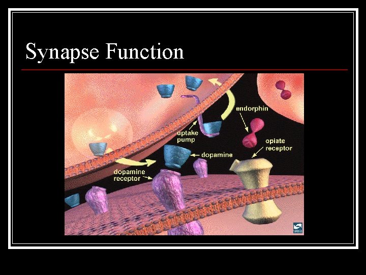 Synapse Function 