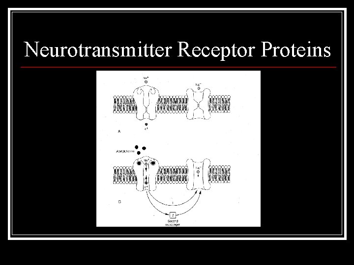 Neurotransmitter Receptor Proteins 