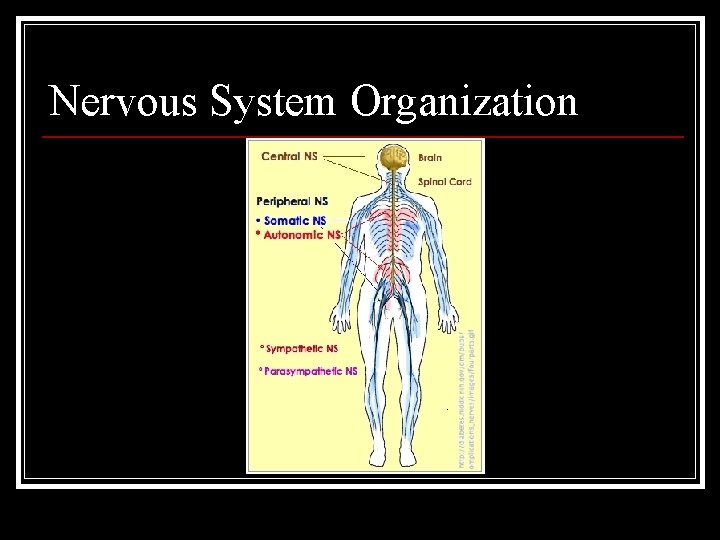 Nervous System Organization 