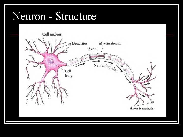 Neuron - Structure 