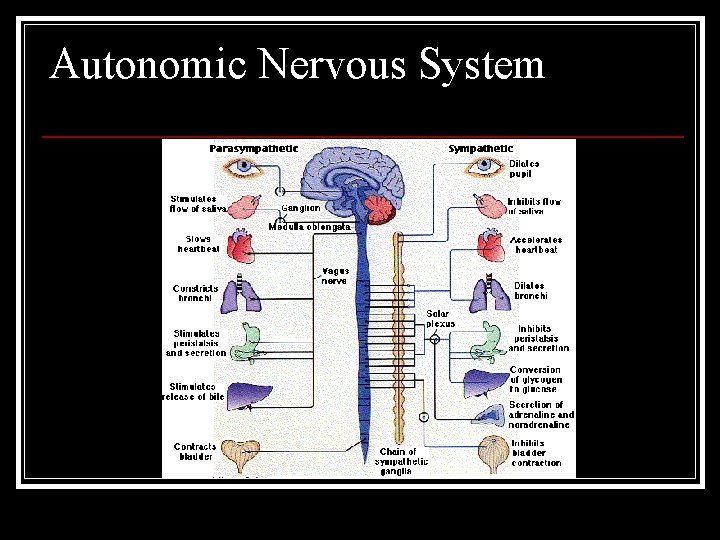 Autonomic Nervous System 