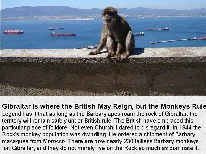 Gibraltar is where the British May Reign, but the Monkeys Rule Legend has it