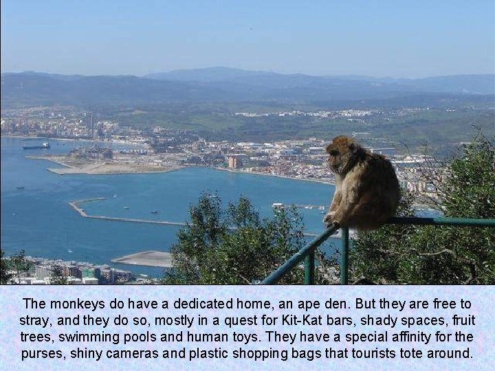 The monkeys do have a dedicated home, an ape den. But they are free