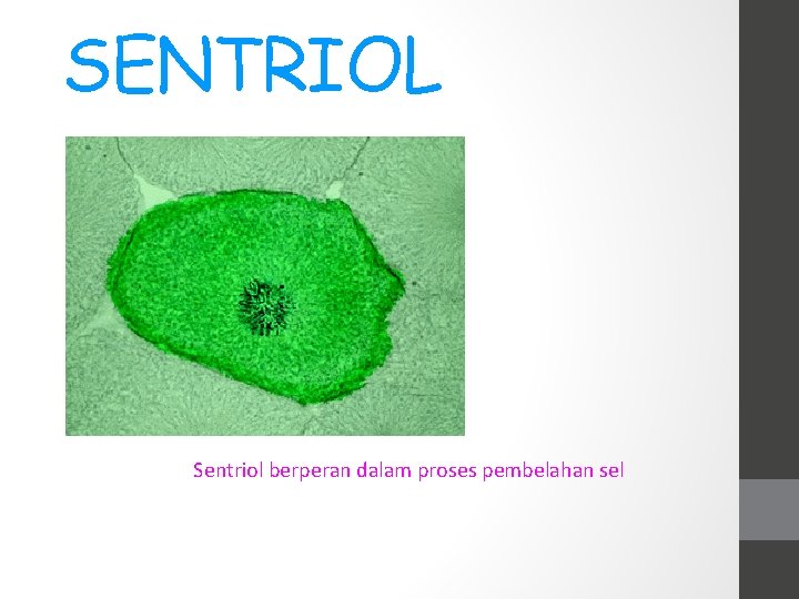 SENTRIOL Sentriol berperan dalam proses pembelahan sel 