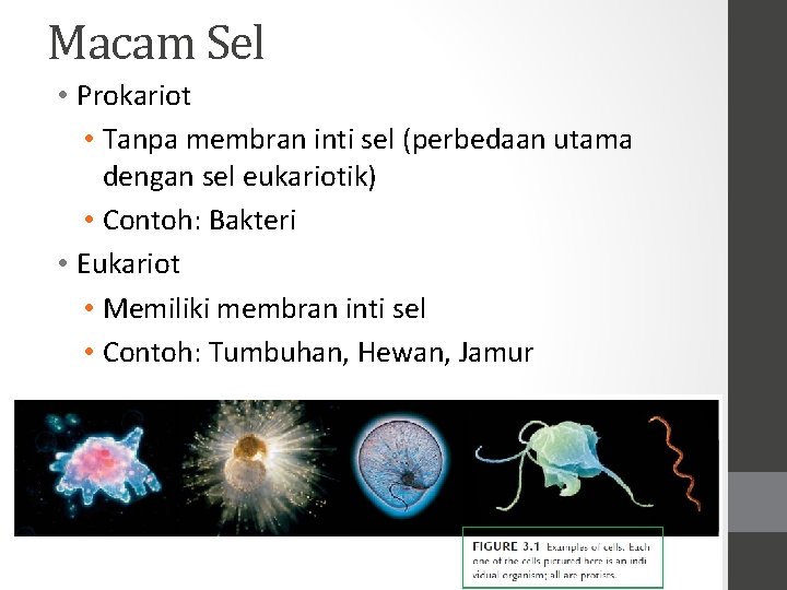 Macam Sel • Prokariot • Tanpa membran inti sel (perbedaan utama dengan sel eukariotik)