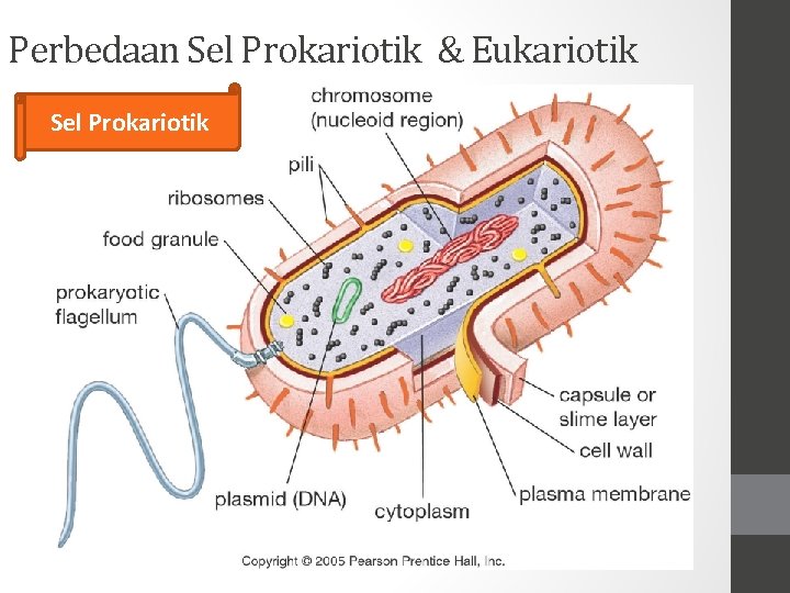 Perbedaan Sel Prokariotik & Eukariotik Sel Prokariotik 